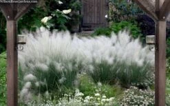 White Cloud Muhly Grass - 8 Pack Of 1 Gallon Pots -Botanica Tree Store muhlenbergia capillaris white cloud muhly grass 109