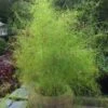 Bamboo Muhly Grass - 3 Gallon Pot
