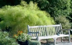 Bamboo Muhly Grass - 3 Gallon Pot -Botanica Tree Store muhlenbergia dumosa bamboo muhly grass 12