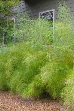 Bamboo Muhly Grass - 3 Gallon Pot -Botanica Tree Store muhlenbergia dumosa bamboo muhly grass 13