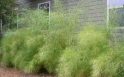Bamboo Muhly Grass - 1 Gallon Pot -Botanica Tree Store muhlenbergia dumosa bamboo muhly grass 2