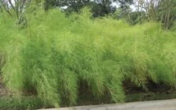 Bamboo Muhly Grass - 1 Gallon Pot -Botanica Tree Store muhlenbergia dumosa bamboo muhly grass 5