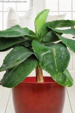 Little Prince Banana Plant - 1 Gallon Pot 7 Little Prince Banana Plant - 1 Gallon Pot -Botanica Tree Store musa little prince dwarf banana plant 1