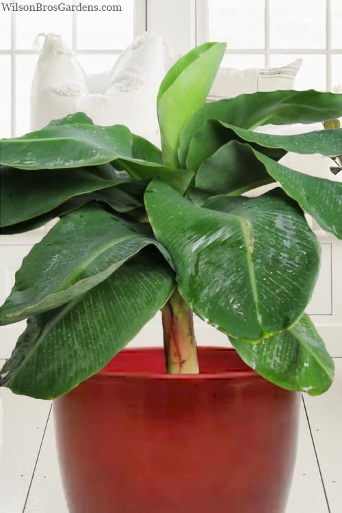 Little Prince Banana Plant - 1 Gallon Pot 4 Little Prince Banana Plant - 1 Gallon Pot - Image 4
