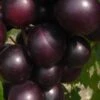 Jumbo Black Muscadine Grape Vine - 1 Gallon Pot