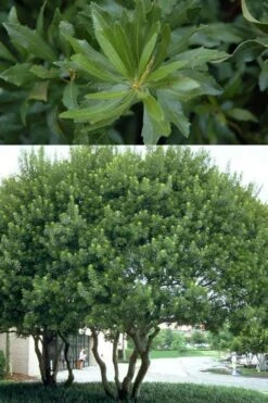 Southern Wax Myrtle - 7 Gallon Pot (3-4') -Botanica Tree Store myrica cerifera southern wax myrtle 100