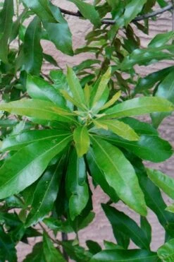 Southern Wax Myrtle - 7 Gallon Pot (3-4') -Botanica Tree Store myrica cerifera southern wax myrtle 102
