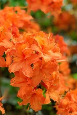 Mandarin Lights Cold Hardy Azalea (Rhododendron) - 3 Gallon Pot -Botanica Tree Store native azalea mandarin lights 1