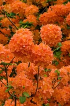 Mandarin Lights Cold Hardy Azalea (Rhododendron) - 3 Gallon Pot