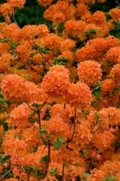 Mandarin Lights Cold Hardy Azalea (Rhododendron) - 3 Gallon Pot -Botanica Tree Store native azalea mandarin lights 3