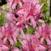 Western Lights Cold Hardy Azalea (Rhododendron) - 3 Gallon Pot