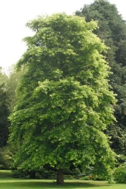 Black Gum Tupelo Tree (Nyssa Sylvatica) - 1 Gallon Pot -Botanica Tree Store nyssa sylvatica black gum tupelo tree 2