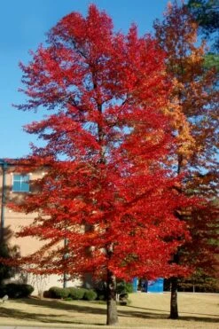 Black Gum Tupelo Tree (Nyssa Sylvatica) - 1 Gallon Pot -Botanica Tree Store nyssa sylvatica black gum tupelo tree 3