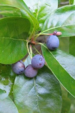 Black Gum Tupelo Tree (Nyssa Sylvatica) - 1 Gallon Pot -Botanica Tree Store nyssa sylvatica black gum tupelo tree fruit 1