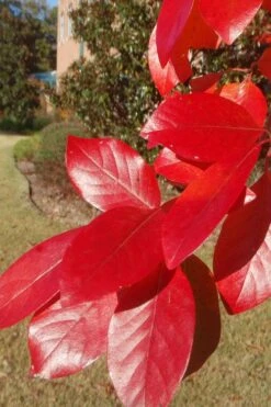 Black Gum Tupelo Tree (Nyssa Sylvatica) - 1 Gallon Pot -Botanica Tree Store nyssa sylvatica black gum tupelo tree leaf 1