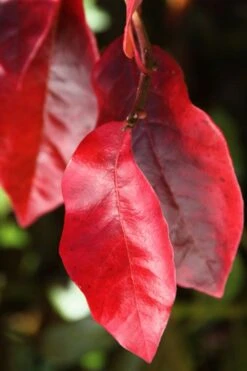 Black Gum Tupelo Tree (Nyssa Sylvatica) - 1 Gallon Pot -Botanica Tree Store nyssa sylvatica black gum tupelo tree leaf