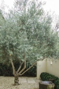 Arbequina Olive Tree - 7 Gallon Pot (3-4') 9 Arbequina Olive Tree - 7 Gallon Pot (3-4') -Botanica Tree Store olive tree arbequina 4 5