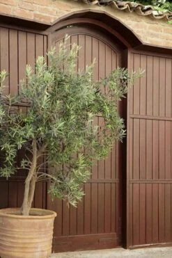 Arbequina Olive Tree - 7 Gallon Pot (5-6') -Botanica Tree Store olive tree arbequina 6 3