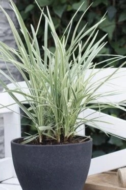 Silver Mist Mondo Grass - 6 Pack Of Pint Pots -Botanica Tree Store ophiopogon japonicus silver20mist modo grass 3