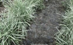 Silver Mist Mondo Grass - 6 Pack Of Pint Pots -Botanica Tree Store ophiopogon japonicus silver20mist modo grass 4