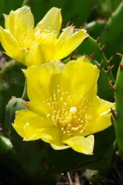 Eastern Prickly Pear Cactus (Opuntia Humifusa) - 3 Gallon Pot 20 Eastern Prickly Pear Cactus (Opuntia Humifusa) - 3 Gallon Pot -Botanica Tree Store opuntia humifusa eastern prickly pear cactus 1