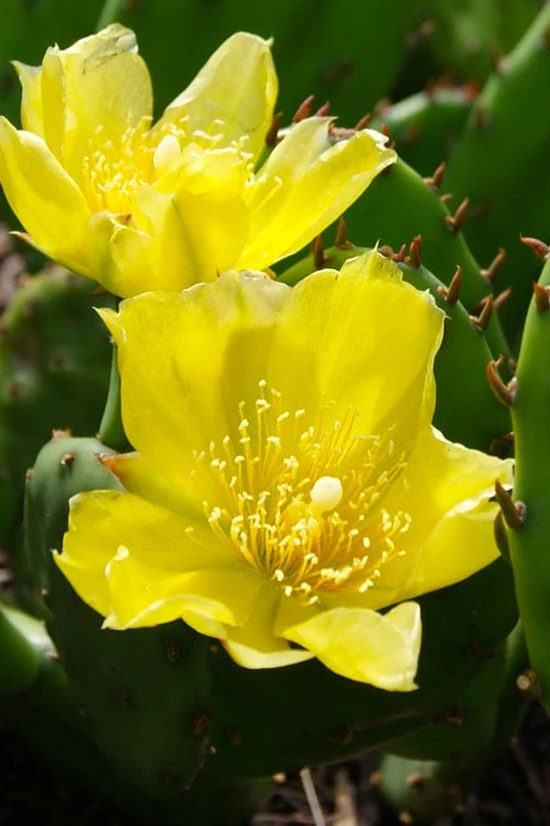Eastern Prickly Pear Cactus (Opuntia Humifusa) - 3 Gallon Pot 10 Eastern Prickly Pear Cactus (Opuntia Humifusa) - 3 Gallon Pot - Image 10