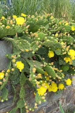 Eastern Prickly Pear Cactus (Opuntia Humifusa) - 3 Gallon Pot 14 Eastern Prickly Pear Cactus (Opuntia Humifusa) - 3 Gallon Pot -Botanica Tree Store opuntia humifusa eastern prickly pear cactus 10