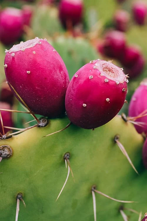 Eastern Prickly Pear Cactus (Opuntia Humifusa) - 3 Gallon Pot 7 Eastern Prickly Pear Cactus (Opuntia Humifusa) - 3 Gallon Pot - Image 7