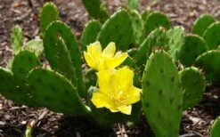 Eastern Prickly Pear Cactus (Opuntia Humifusa) - 3 Gallon Pot 21 Eastern Prickly Pear Cactus (Opuntia Humifusa) - 3 Gallon Pot -Botanica Tree Store opuntia humifusa eastern prickly pear cactus 3
