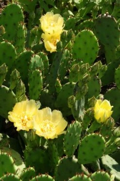 Eastern Prickly Pear Cactus (Opuntia Humifusa) - 3 Gallon Pot 18 Eastern Prickly Pear Cactus (Opuntia Humifusa) - 3 Gallon Pot -Botanica Tree Store opuntia humifusa eastern prickly pear cactus 4