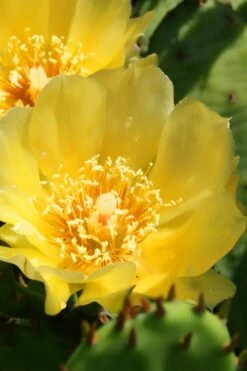 Eastern Prickly Pear Cactus (Opuntia Humifusa) - 3 Gallon Pot 15 Eastern Prickly Pear Cactus (Opuntia Humifusa) - 3 Gallon Pot -Botanica Tree Store opuntia humifusa eastern prickly pear cactus 6