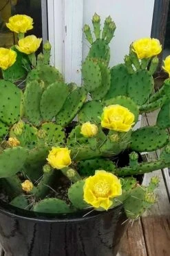 Eastern Prickly Pear Cactus (Opuntia Humifusa) - 3 Gallon Pot 16 Eastern Prickly Pear Cactus (Opuntia Humifusa) - 3 Gallon Pot -Botanica Tree Store opuntia humifusa eastern prickly pear cactus 9