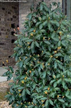 Jim Porter Sweet Toothed Tea Olive - 3 Gallon Pot -Botanica Tree Store osmanthus armatus jim porter tea olive 1