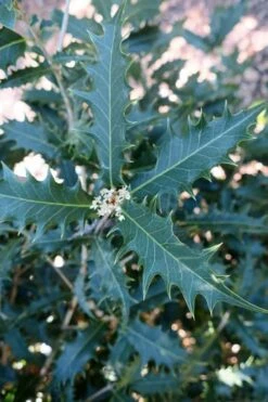 Jim Porter Sweet Toothed Tea Olive - 3 Gallon Pot -Botanica Tree Store osmanthus armatus jim porter tea olive 4