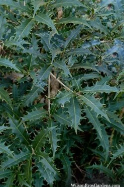 Jim Porter Sweet Toothed Tea Olive - 3 Gallon Pot -Botanica Tree Store osmanthus armatus jim porter tea olive 6