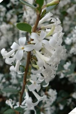 Delavay Tea Olive (Osmanthus Delavayi) - 2 Gallon Pot -Botanica Tree Store osmanthus delavayi delavay tea olive 2 1