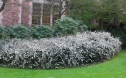 Delavay Tea Olive (Osmanthus Delavayi) - 3 Gallon Pot -Botanica Tree Store osmanthus delavayi delavay tea olive 6