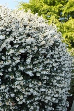 Delavay Tea Olive (Osmanthus Delavayi) - 3 Gallon Pot