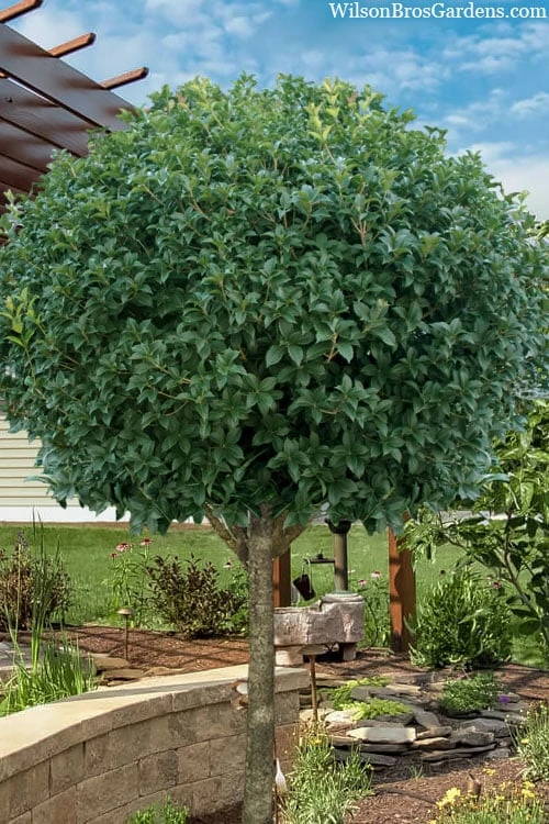 Fruitland's Fortune Tea Olive Single Trunk Tree - 7 Gallon Pot (4-5') 1 Fruitland's Fortune Tea Olive Single Trunk Tree - 7 Gallon Pot (4-5')