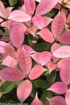 Noble Lady Tea Olive - 7 Gallon Pot (2-3')