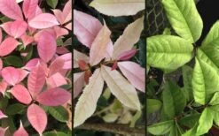 Noble Lady Tea Olive - 7 Gallon Pot (2-3') -Botanica Tree Store osmanthus fragrans quinnan guifei noble lady tea olive 4