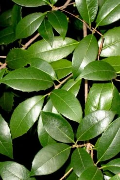 Fruitland's Fortune Tea Olive (Fragrant Osmanthus) - 7 Gallon Pot (4-5') -Botanica Tree Store osmanthus fruitlands fortune tea olive 1 2