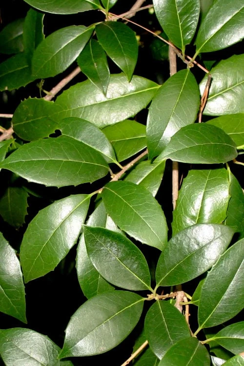 Fruitland's Fortune Tea Olive Single Trunk Tree - 7 Gallon Pot (4-5') 5 Fruitland's Fortune Tea Olive Single Trunk Tree - 7 Gallon Pot (4-5') - Image 5