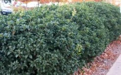 Fruitland's Fortune Tea Olive (Fragrant Osmanthus) - 7 Gallon Pot (4-5') -Botanica Tree Store osmanthus fruitlands fortune tea olive 4 1