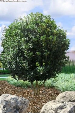 Fruitland's Fortune Tea Olive (Fragrant Osmanthus) - 7 Gallon Pot (4-5') -Botanica Tree Store osmanthus fruitlands fortune tea olive 6 1