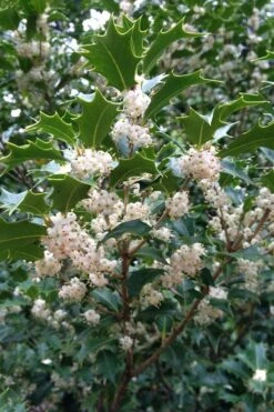 Gulftide Hardy Tea Olive (Osmanthus) - 1 Gallon Pot 11 Gulftide Hardy Tea Olive (Osmanthus) - 1 Gallon Pot -Botanica Tree Store osmanthus heterophyllus gulftide tea olive false holly 10