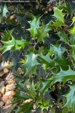 Gulftide Hardy Tea Olive (Osmanthus) - 1 Gallon Pot 10 Gulftide Hardy Tea Olive (Osmanthus) - 1 Gallon Pot -Botanica Tree Store osmanthus heterophyllus gulftide tea olive false holly 6