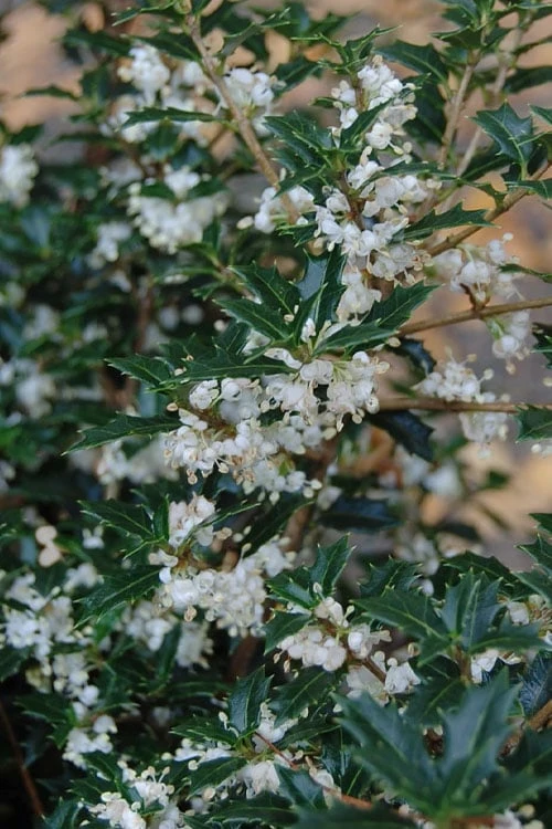 Party Princess 'Kaori Hime' Tea Olive - 7 Gallon Pot (2-3') 1 Party Princess 'Kaori Hime' Tea Olive - 7 Gallon Pot (2-3')