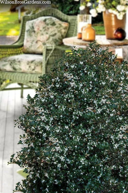 Party Princess 'Kaori Hime' Tea Olive - 7 Gallon Pot (2-3') 6 Party Princess 'Kaori Hime' Tea Olive - 7 Gallon Pot (2-3') - Image 6