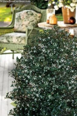 Party Princess 'Kaori Hime' Fragrant Tea Olive - 1 Gallon Pot -Botanica Tree Store osmanthus heterophyllus kaori hime party princess tea olive 15